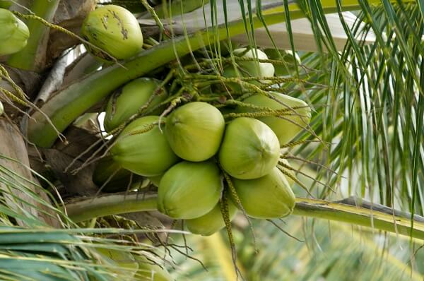 Thủ tục xuất khẩu dừa