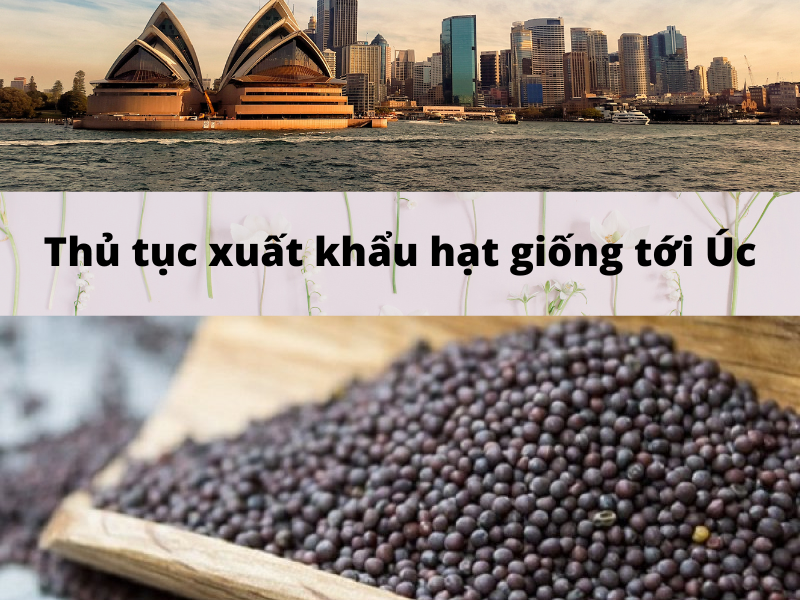 Thủ tục xuất khẩu hạt giống tới Úc